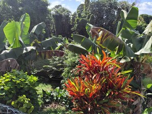 Property grounds - Peaceful apartment in the middle of greenery Private swimming pool! (Fort de France)