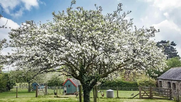 A rural setting with a large flowering tree, a small blue building, and a stone structure. - Cottage with HotTub & Indoor Pool on Cornwall Farm (Searles) (Lostwithiel)