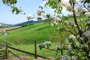 Property grounds - Le Marronnier - LES ARDILLATS (LES ARDILLATS)