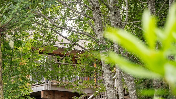 Un escalier en bois mène à un bâtiment entouré d’une végétation luxuriante.