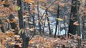 A forest with trees and a ground covered in fallen leaves.
