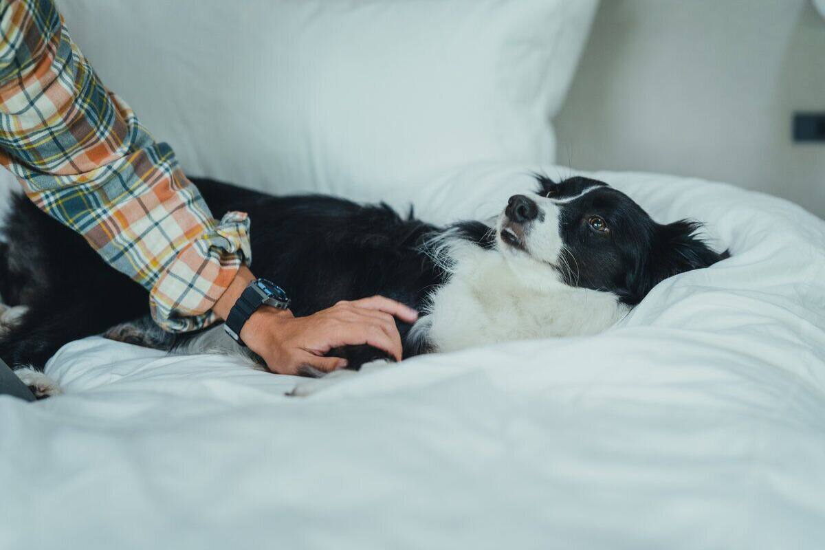 Hytte, for menn og kvinner, ikke-røyk, kjæledyr tillatt (Private, Dog Friendly) | Wi-fi (inkludert)