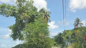 A beach road with trees and a view of the ocean.