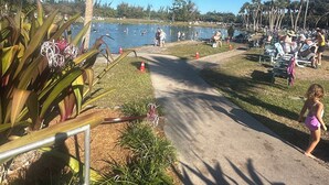A marina with boats, a clear blue sky, and a palm tree. - Escape to "Warm Mineral Springs"a Place Where You Can Relax And Heal your body. (North Port)