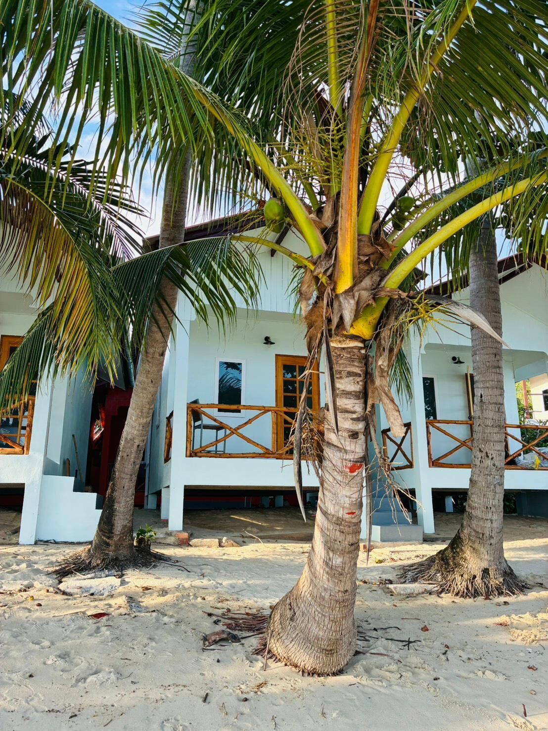 A beachfront property with a white building, palm trees, and a sandy ground.