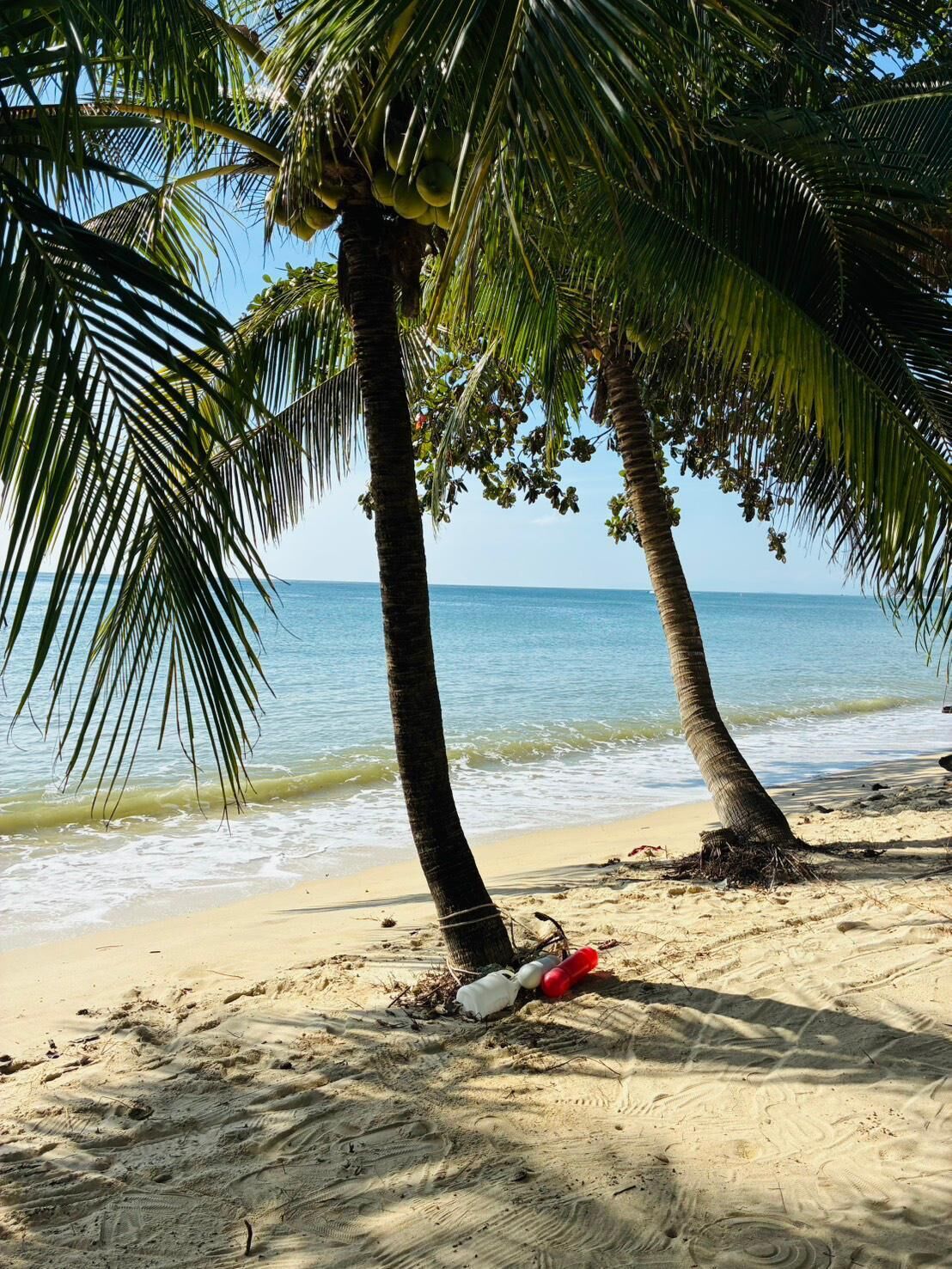 Una playa con dos palmeras, una orilla arenosa y el océano al fondo.