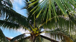 A beachfront property with a two-story building, a palm tree with coconuts, and a sandy beach. - Lamai Beachnest Bunaglows (Koh Samui)