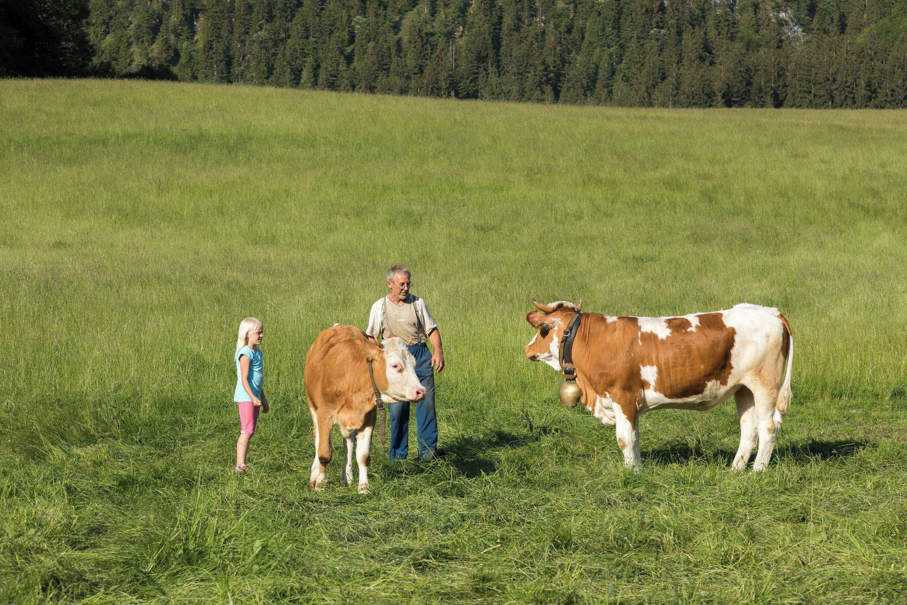 Un campo con una persona y dos vacas.