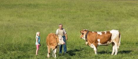 Un campo con una persona y dos vacas.