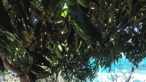 Terrace/patio - The Mango Tree, Fingal Bay (Fingal Bay)
