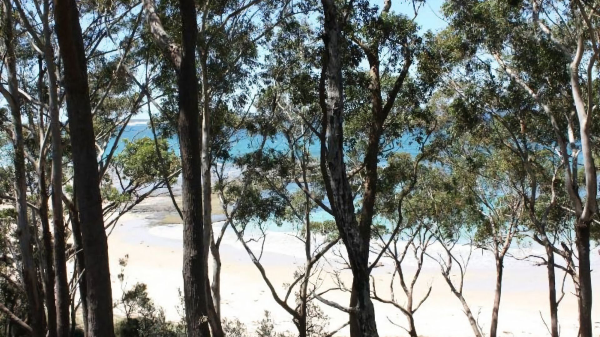 A beach with trees in the foreground and a clear view of the sea in the background.