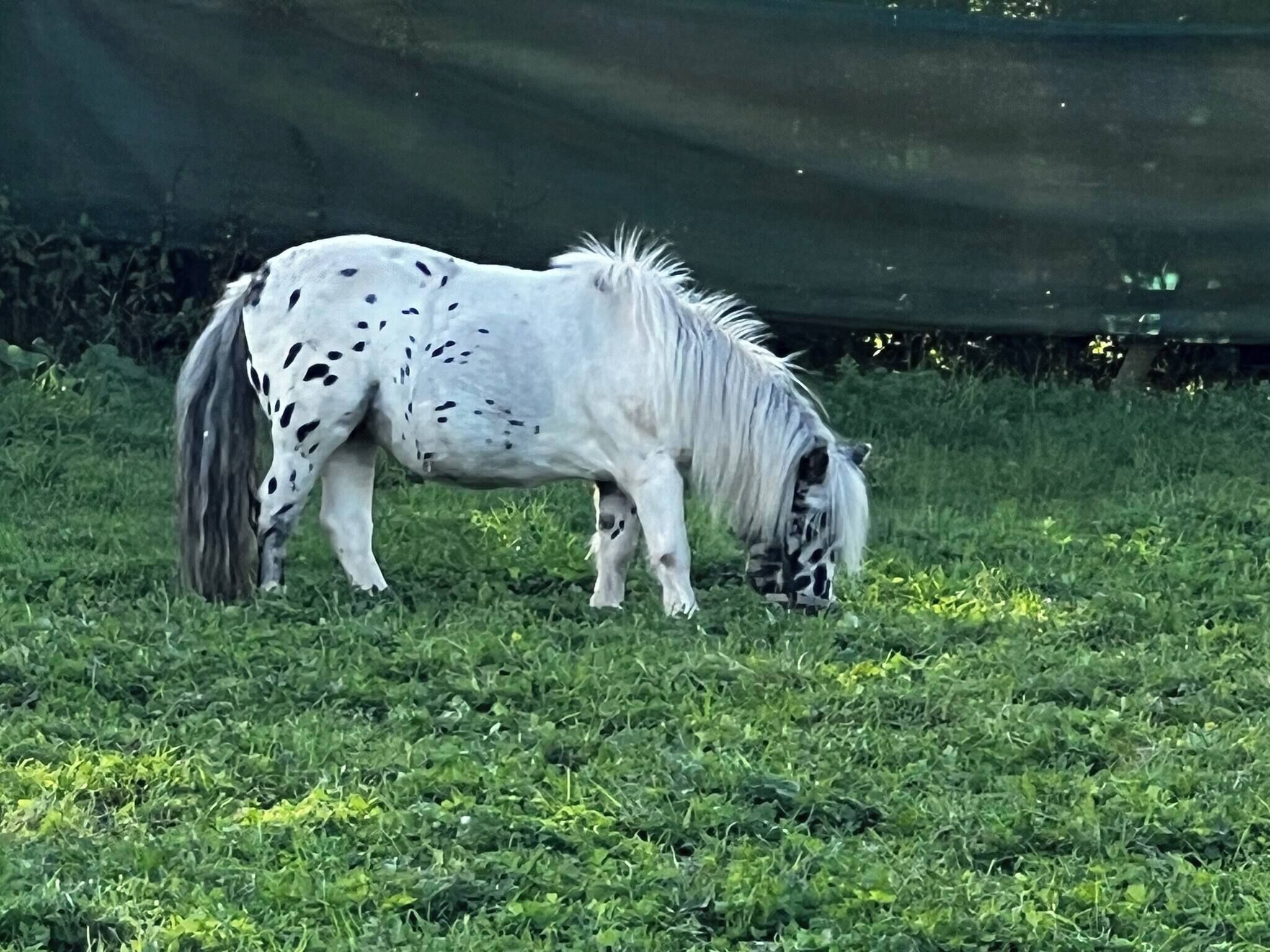 Bungalow, 1 Bedroom, Balcony | Exterior