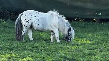 Bungalow, 1 Bedroom, Balcony | Exterior