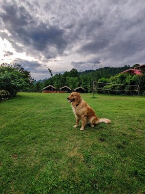 Garden - Samskara and Samsara (Lansdowne)