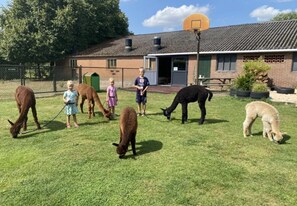 Property grounds - Minicamping De Lindenhoeve - Safaritent Varkentje (Nistelrode)