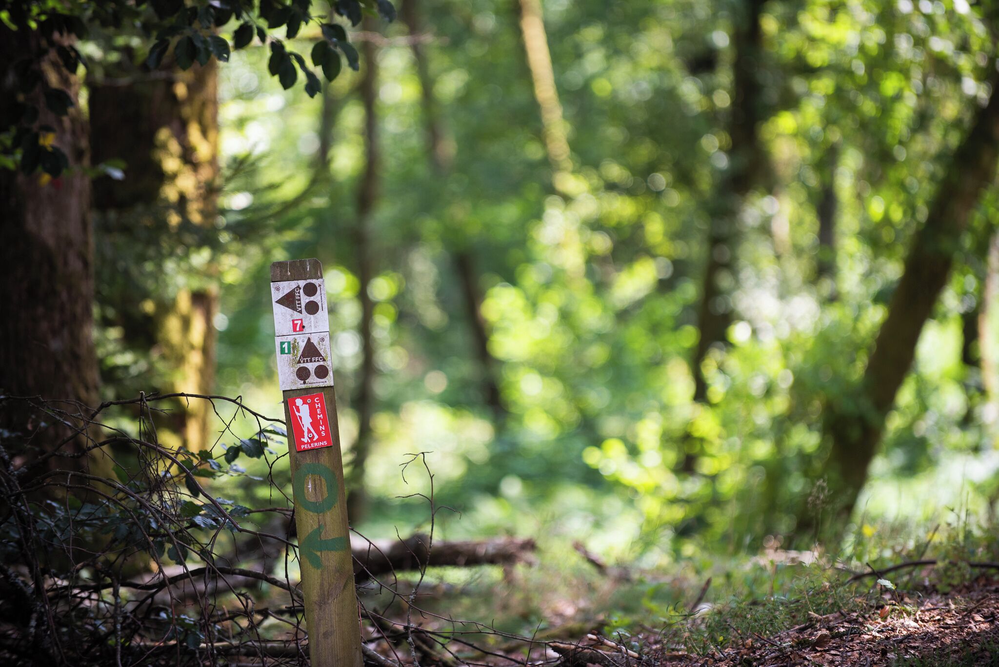 A wooden signpost with directional and informational symbols in a forested area.