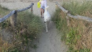 Ein sandiger Pfad führt zu einem Strand, begleitet von einem Holzzaun.