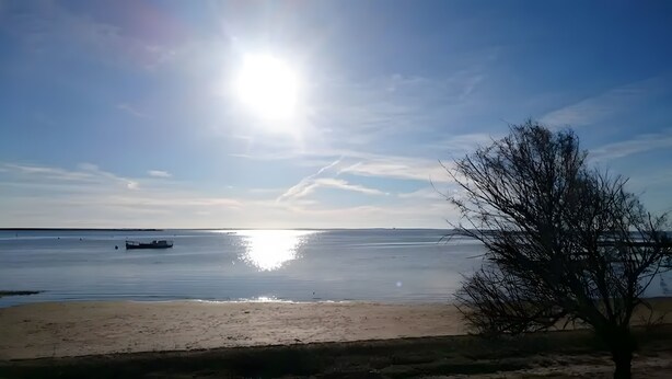 A beach with calm water, a boat, and a tree.