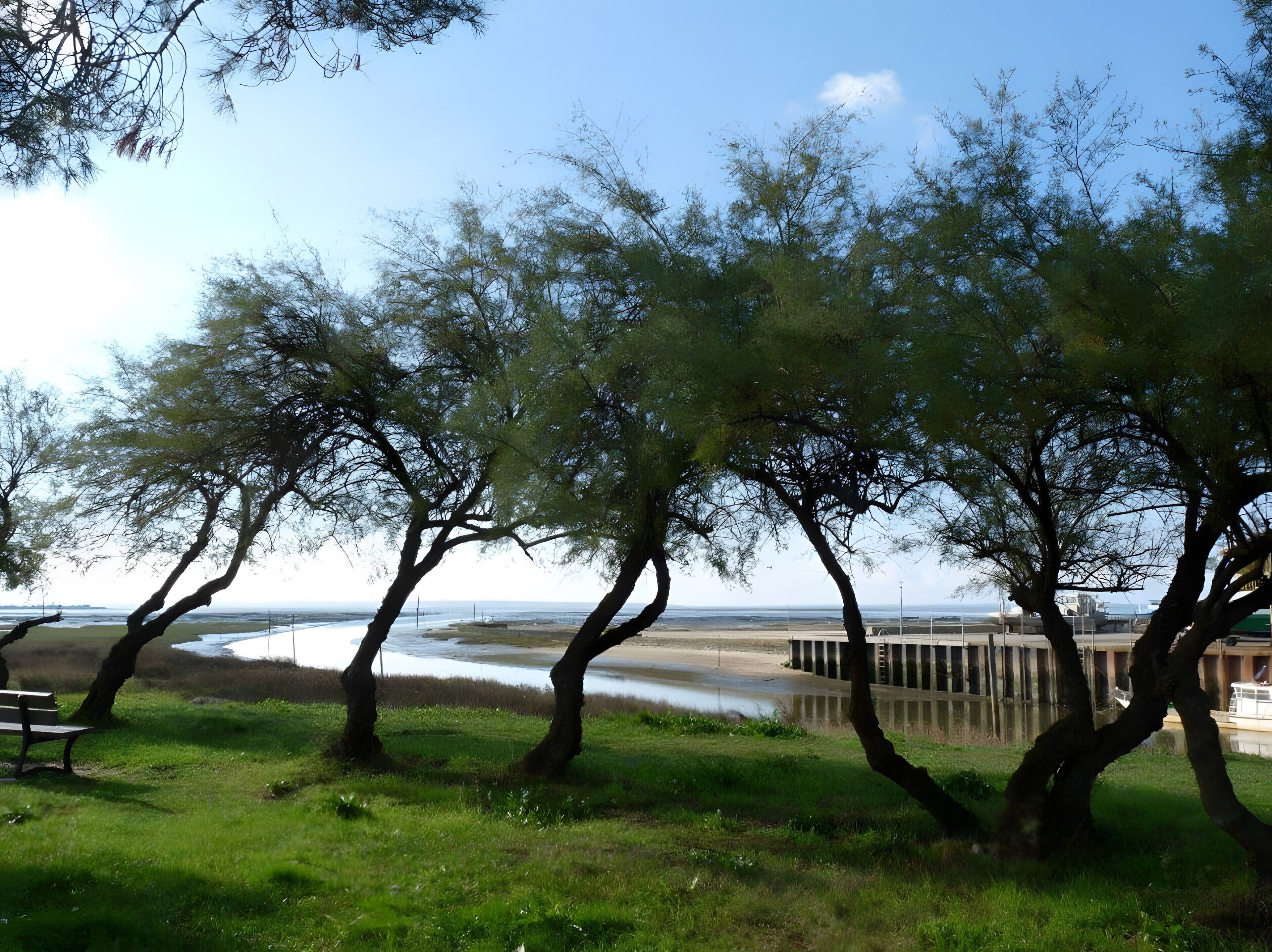 Paesaggio costiero con alberi, una panchina e vista sul mare.