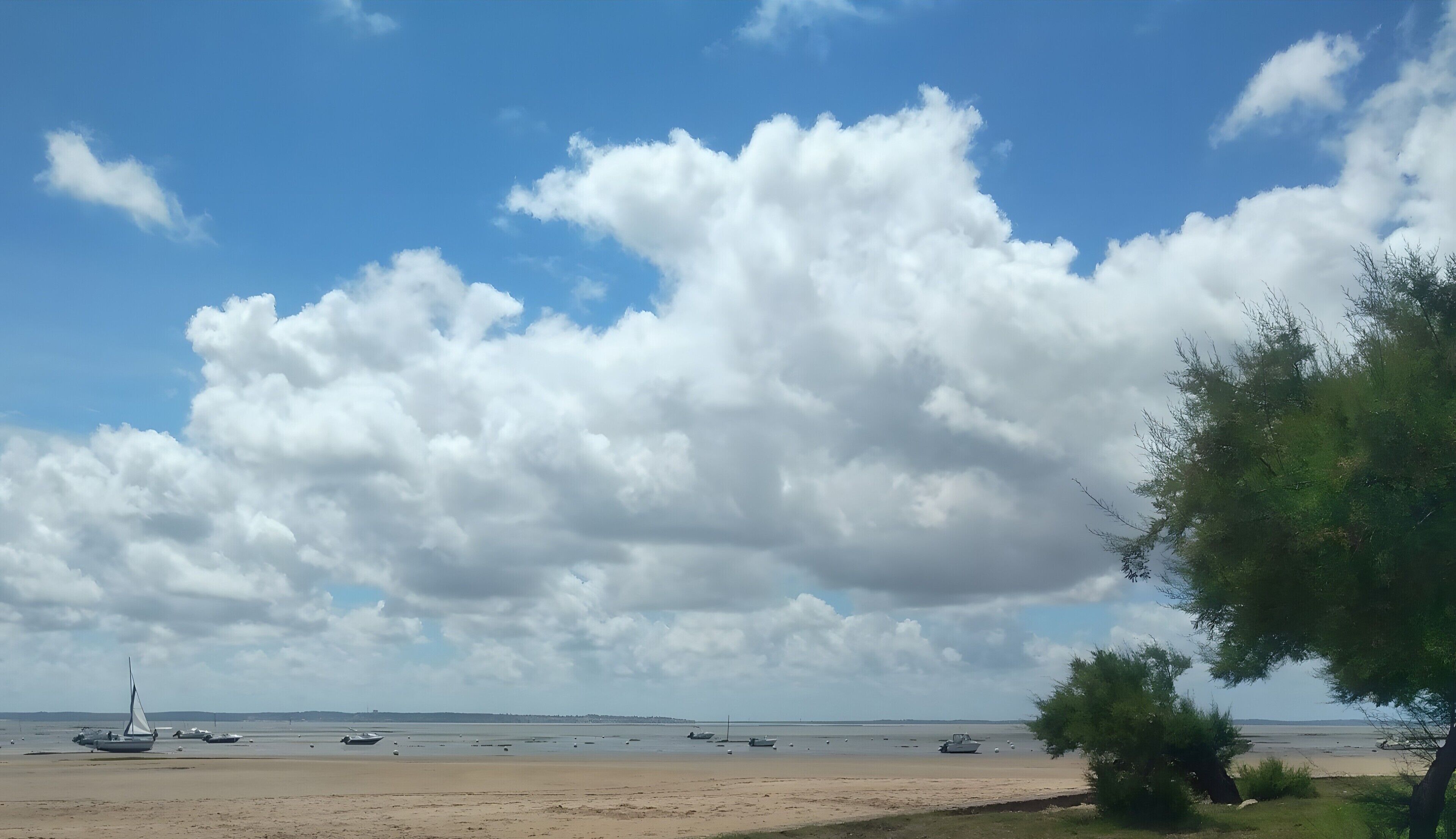 Una spiaggia con barche, cielo sereno e un albero.