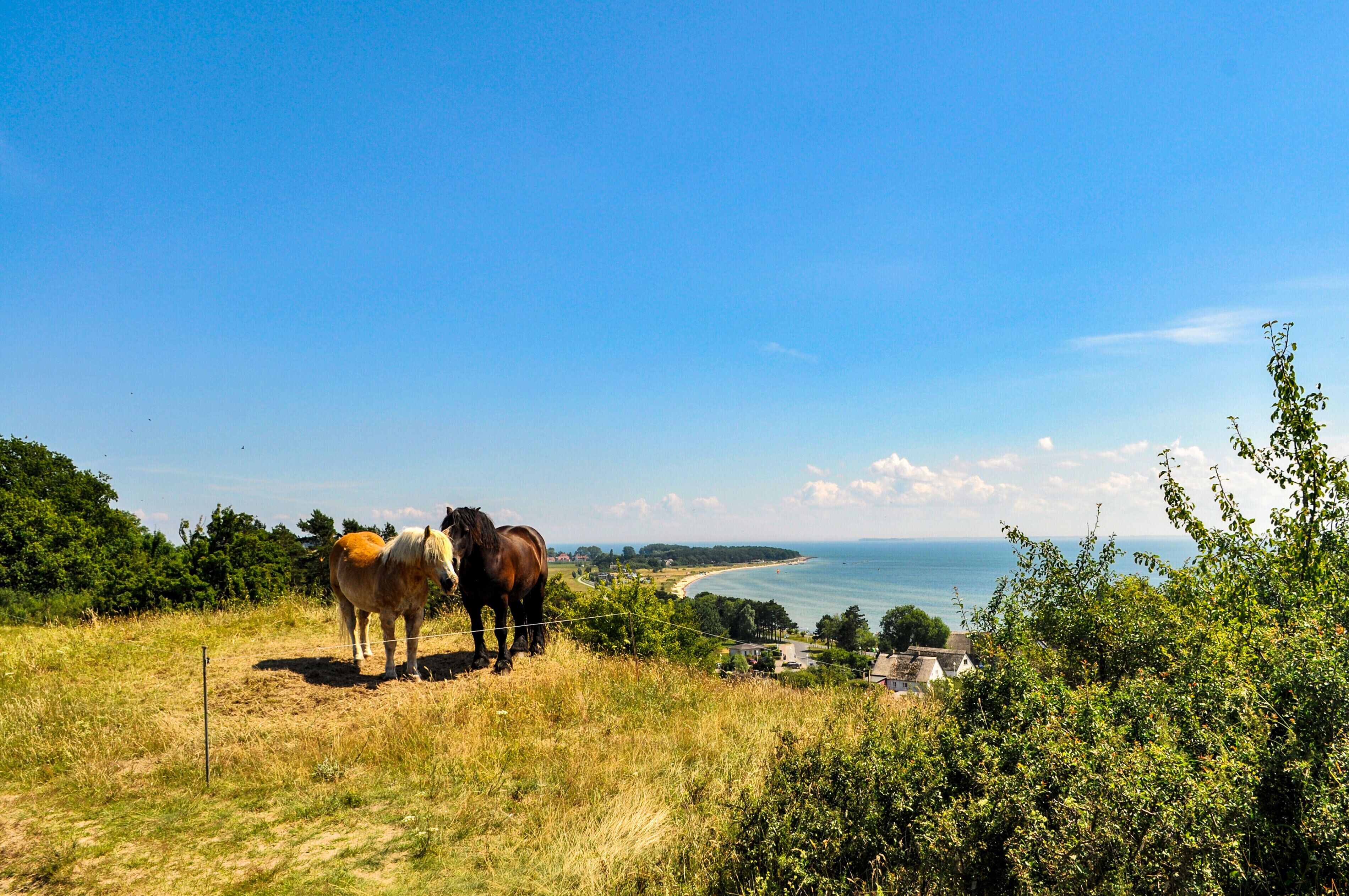 Un paisaje costero con dos caballos en una colina cubierta de hierba, con vistas al mar.