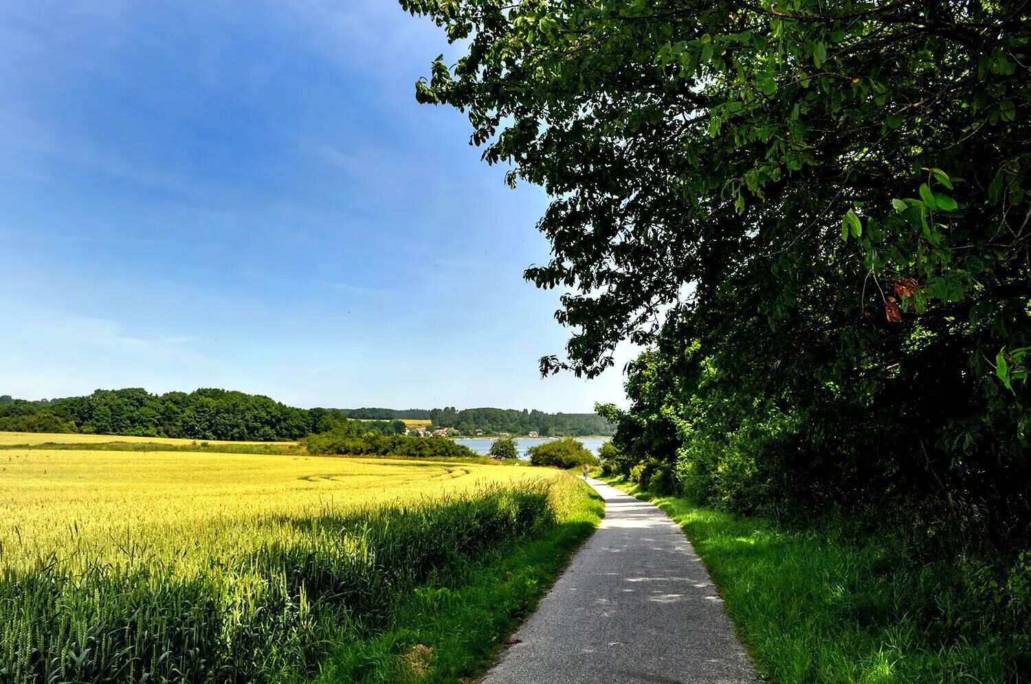 Um caminho rural ladeado por campos e árvores, que leva a um corpo d'água.