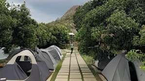 A row of tents along a pathway surrounded by dense greenery. - Q Mango Forest Camping (Ramanagara)