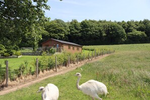 Property grounds - Holly Lodge (Holywell)