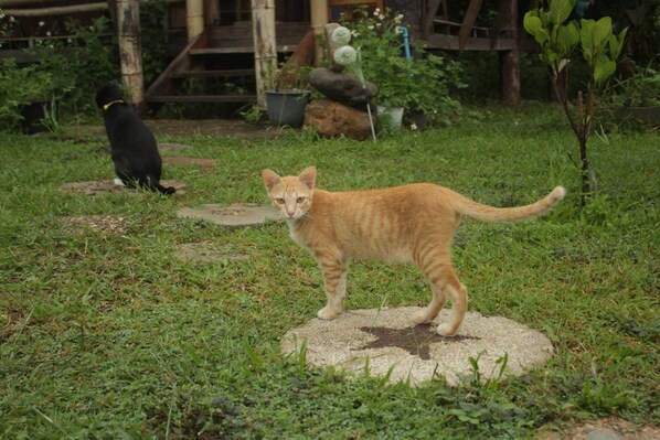 ห้องพัก, 1 ห้องนอน, สูบบุหรี่ได้ | บริเวณภายนอก