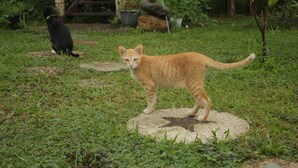 A cat standing on a stone slab in a grassy area with a bamboo structure and potted plants in the background. - Room-boutique Cabin · Peaceful Mountain (Chiang Dao)
