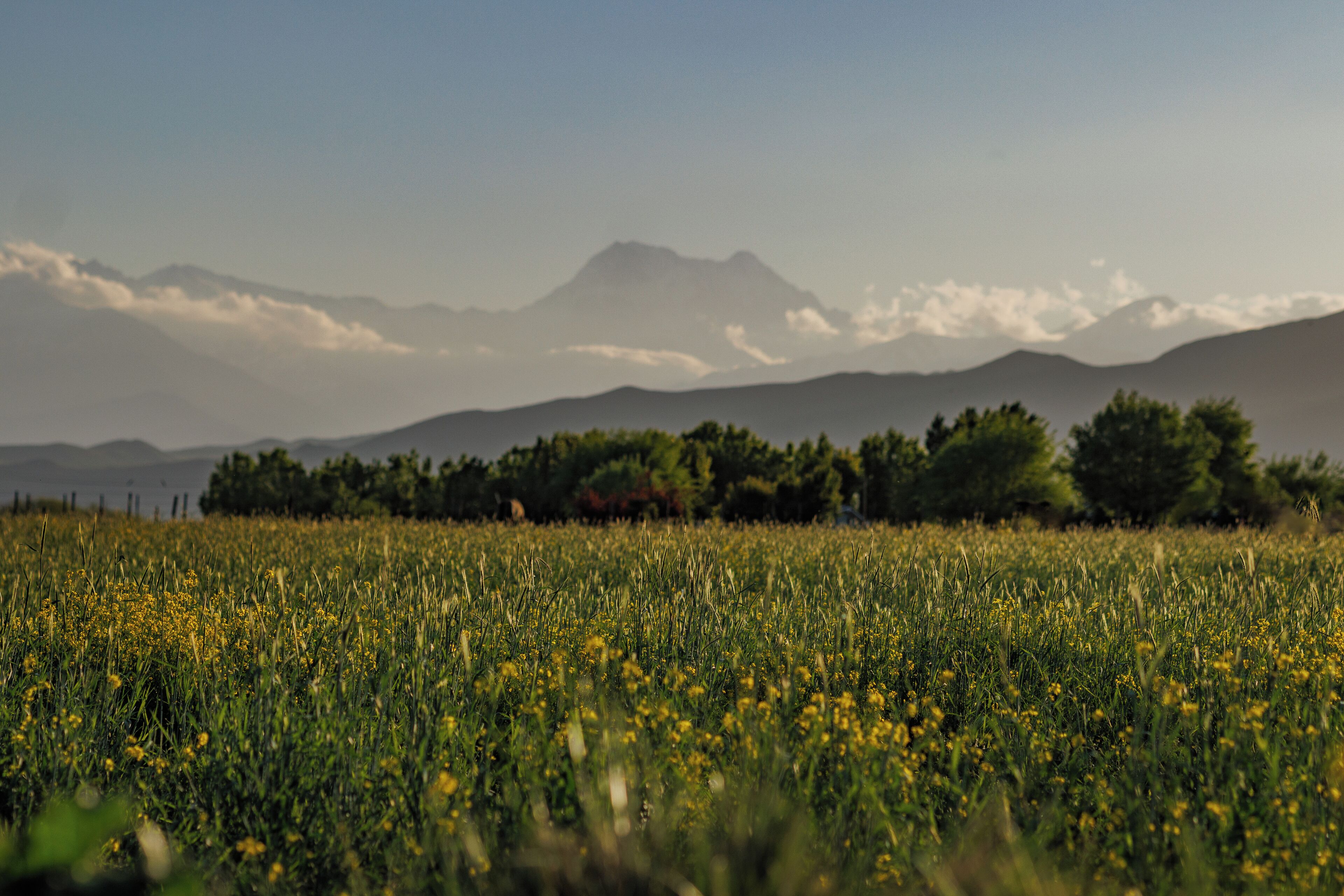 Un champ de fleurs jaunes avec des montagnes en arrière-plan.