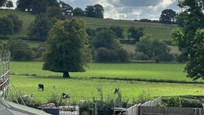 Una propiedad rural con patio cercado, un árbol y un automóvil estacionado al frente.