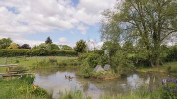 A pond with ducks, surrounded by greenery and a wooden fence.