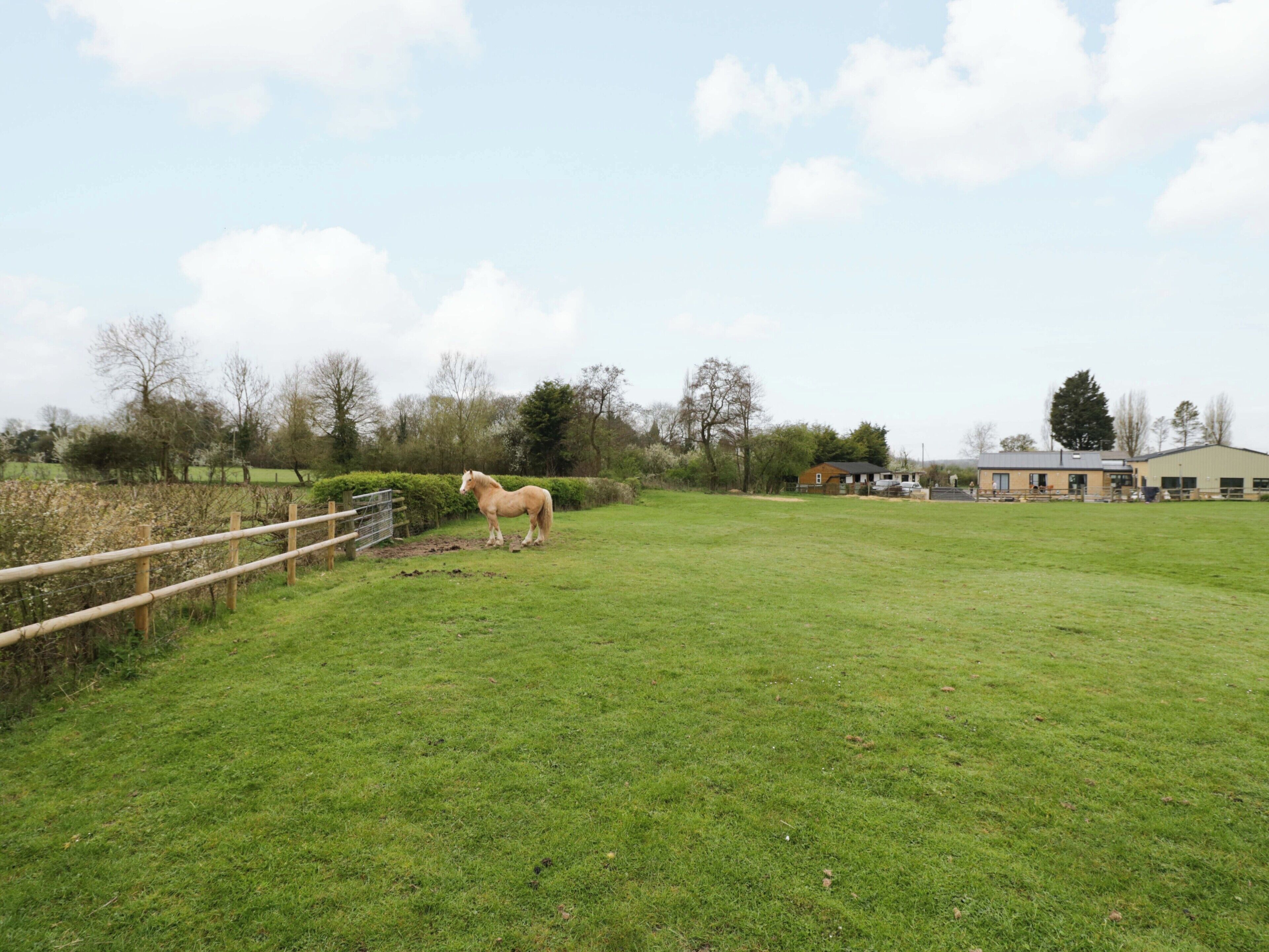A horse in a grassy field with a fence, trees, and buildings in the background.