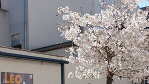 A building with a sign advertising a restaurant, a bicycle, and a cherry blossom tree. - Le Léo Lagrange de Foix (Foix)