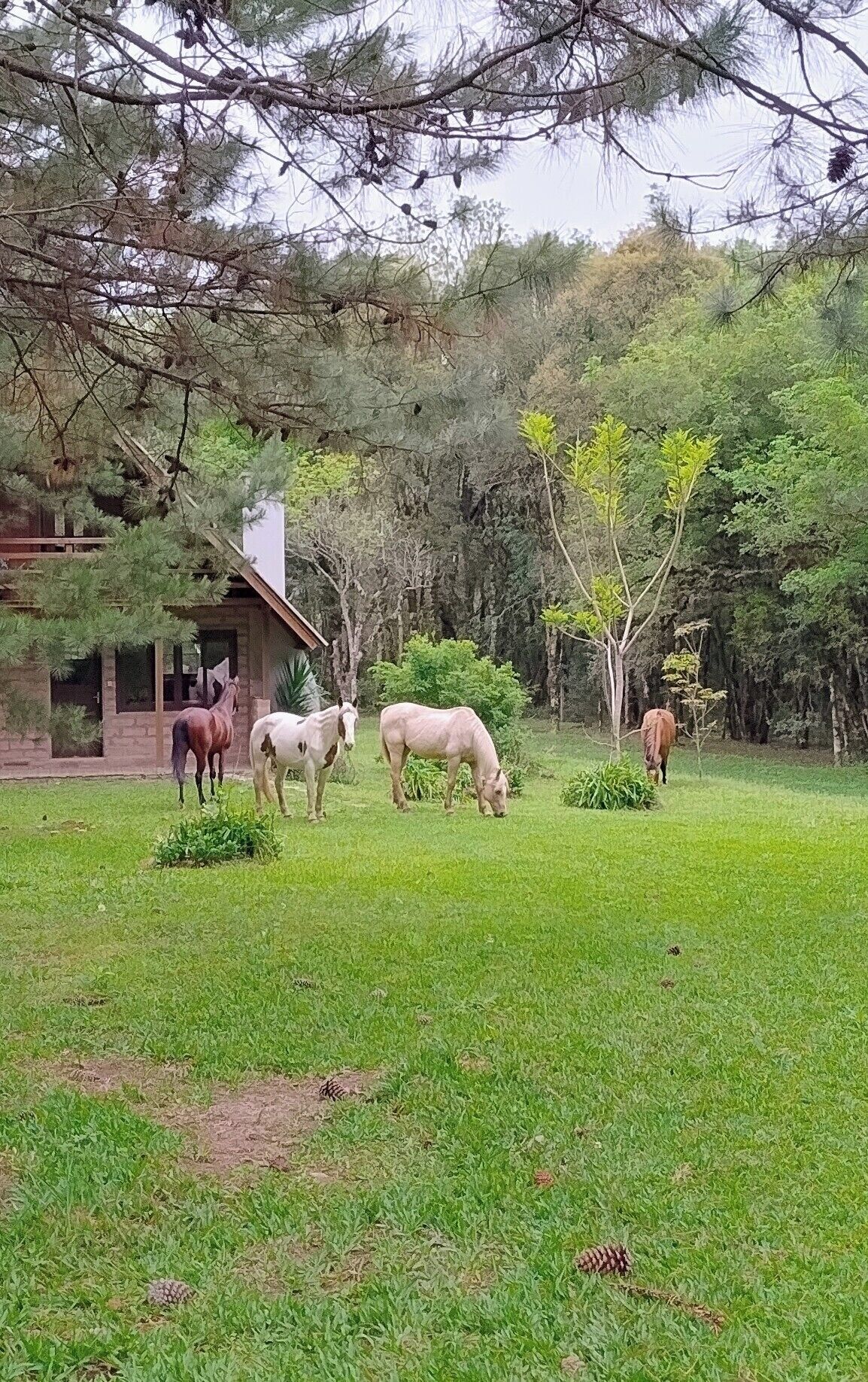 Un establo con cuatro caballos pastando en un campo de césped, rodeado de árboles y un edificio con techo inclinado.