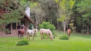 Un establo con cuatro caballos pastando en un campo de césped, rodeado de árboles y un edificio con techo inclinado.
