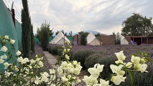 Ein Garten mit weißen Blüten, einem Holzweg und Zelten im Hintergrund.