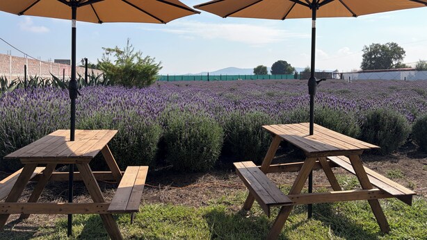 Zwei Picknicktische mit Sonnenschirmen in einem Lavendelfeld.