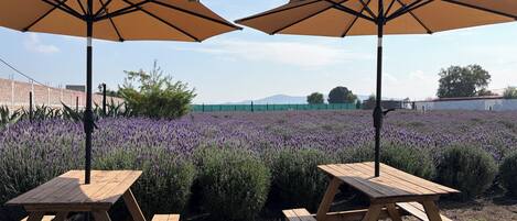 Vue sur le jardin