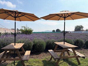 Two picnic tables with umbrellas in a field of lavender. - Glamping Rincón de Lavanda (Texcoco de Mora)