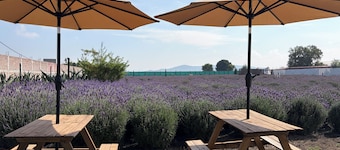 Glamping Rincón de Lavanda
