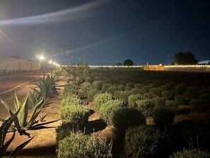 Miscellaneous - Glamping Rincón de Lavanda (Texcoco de Mora)