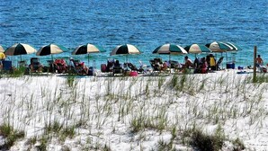 A beach with rows of beach chairs and umbrellas, a sandy foreground, and the ocean in the background. - Beach Club B502 -Direct Gulf View-Right On The Beach-Pool/Hot Tub-WiFi! Sleeps 5 (Gulf Shores)