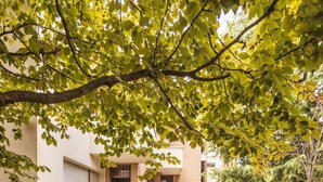 Ein modernes Haus mit einem Kiesweg, der zum Eingang führt, umgeben von Grünpflanzen und einem kleinen Garten.