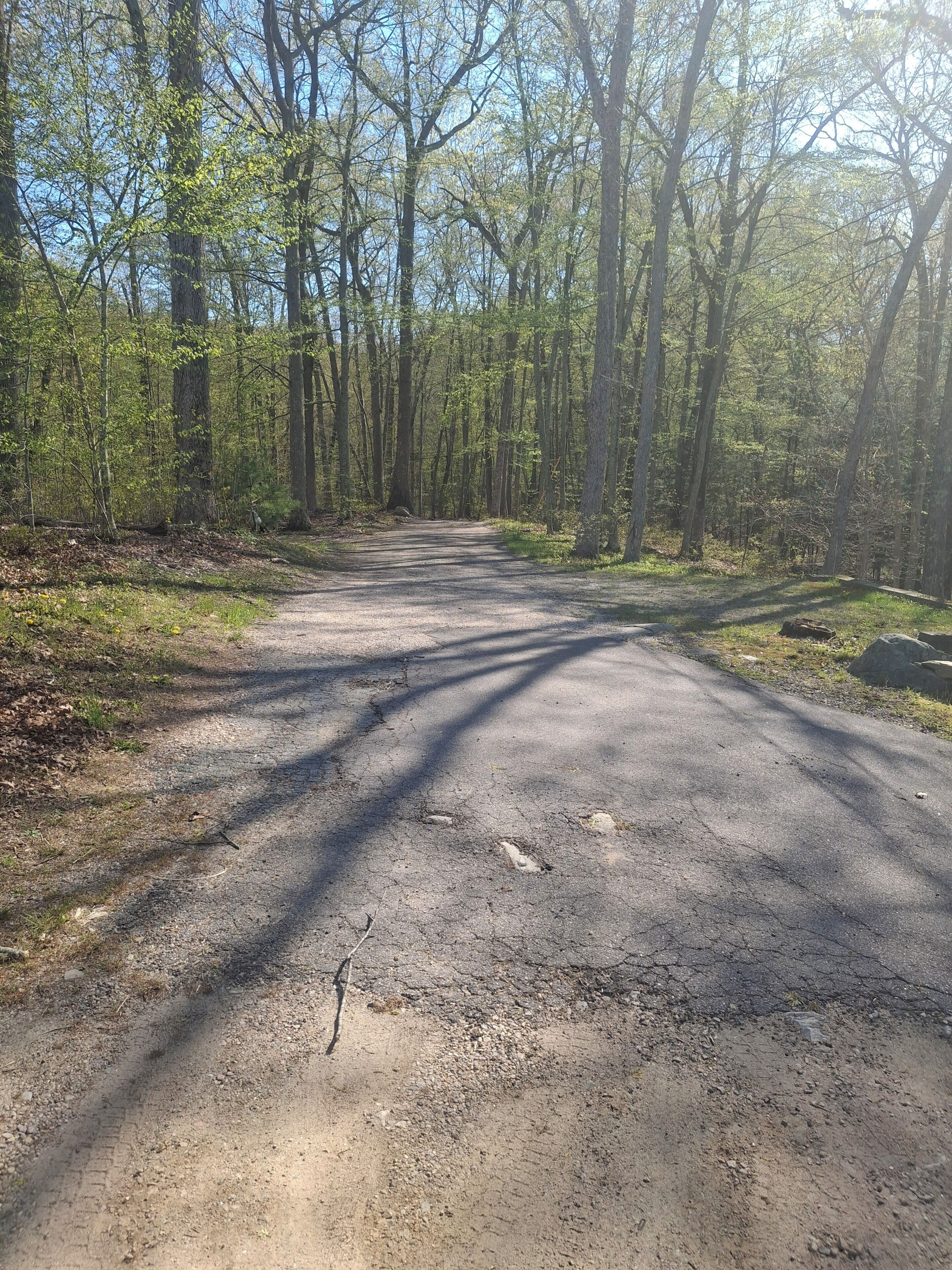 Ein bewaldetes Gebiet mit einem Feldweg, der in der Ferne verschwindet.