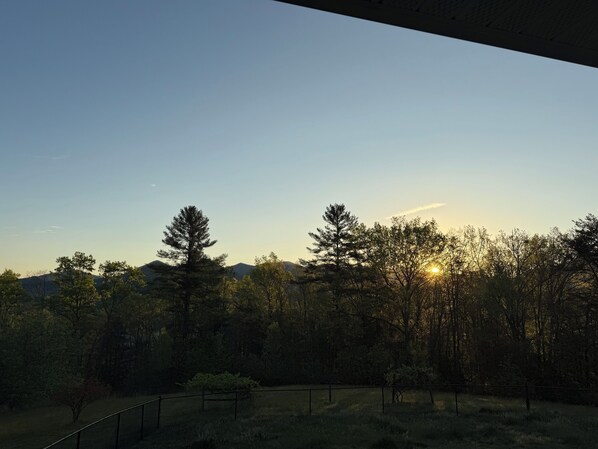 Un paysage naturel avec des arbres et une clôture.