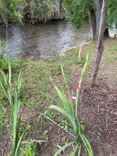 Private campsites on Deep Creek in Bryson City. Bring your fishing pole.