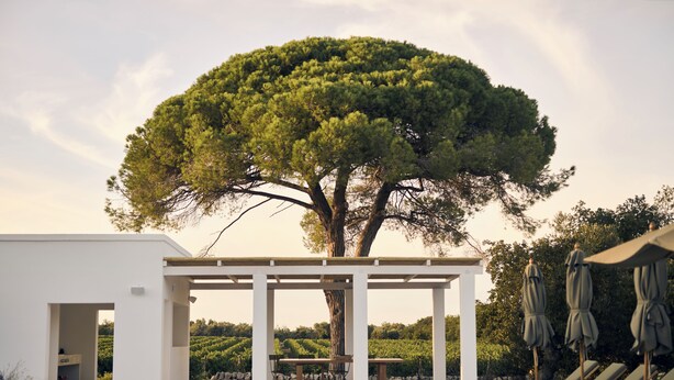 A pool area with lounge chairs, a pergola, and a large tree. - Masseria Pietra e Terra  (Carovigno)