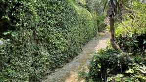 Un sendero estrecho, lleno de agua, bordeado por densa vegetación y una palmera.